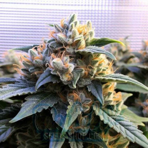 Godfather OG Feminized Seeds