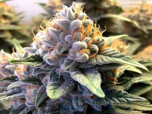 Godfather OG Strain Origin