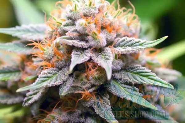 Goji OG Strain Origin