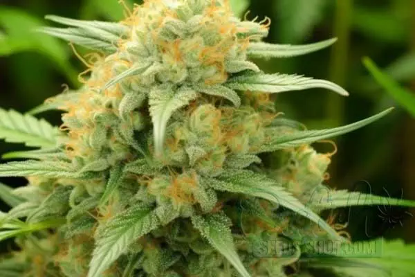 Gold Leaf Strain Origin