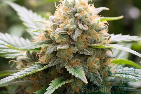 Golden Goat Strain Origin