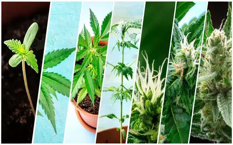 Gorilla Glue Autoflowering Seeds Growing Guide From Seedling To Harvest