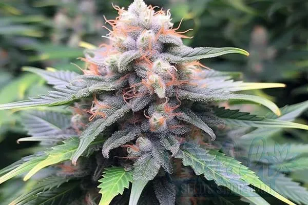 Gorilla Zkittlez Strain Origin