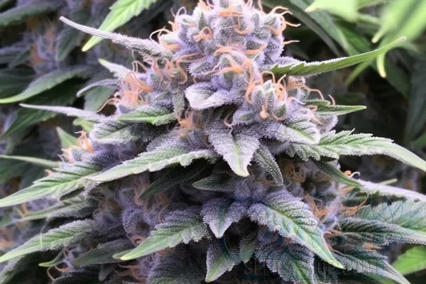 Grandaddy X Bruce Banner Strain Origin