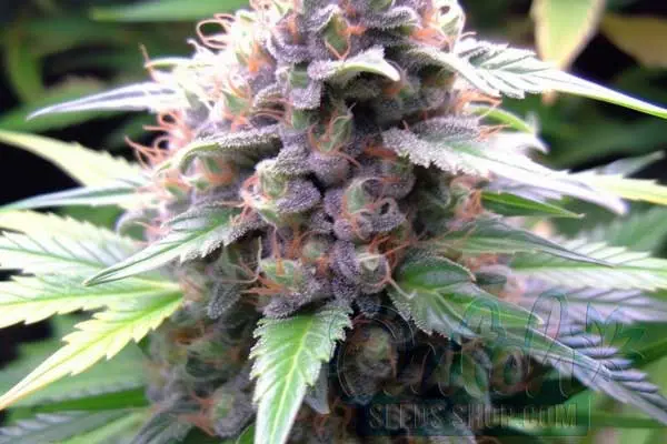 Granddaddy Purple Auto Strain Origin