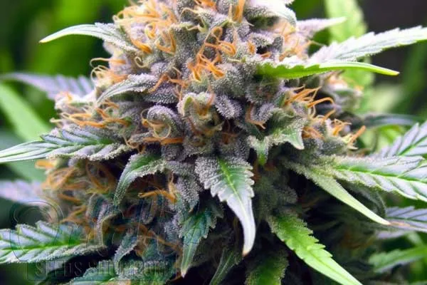 Grape Ape Strain Origin