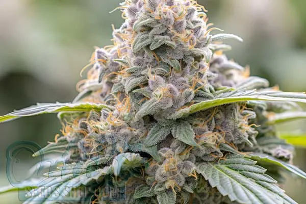 Grape Stomper Strain Origin