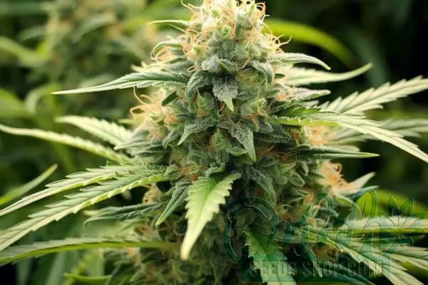 Grease Monkey Strain Origin