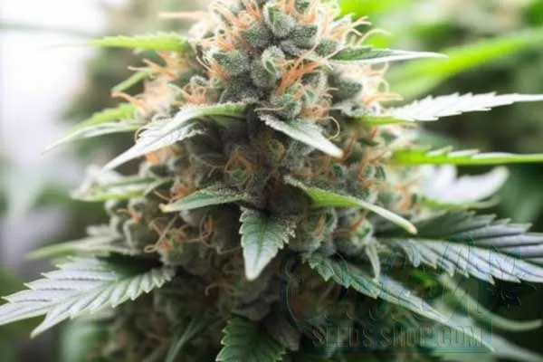 Great White Shark Auto-Flowering Strain Origin