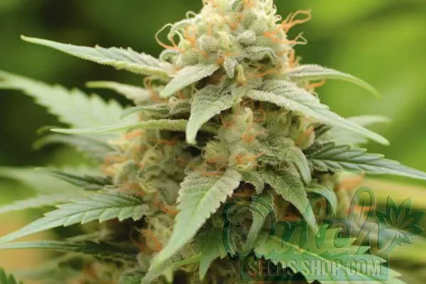 Green Crack Strain Origin