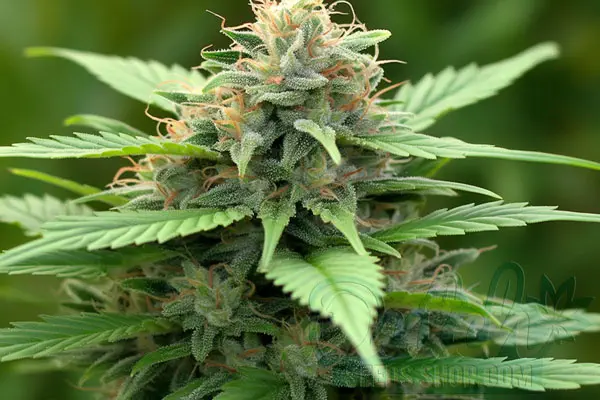 Green Crack x Amnesia Haze Strain Origin