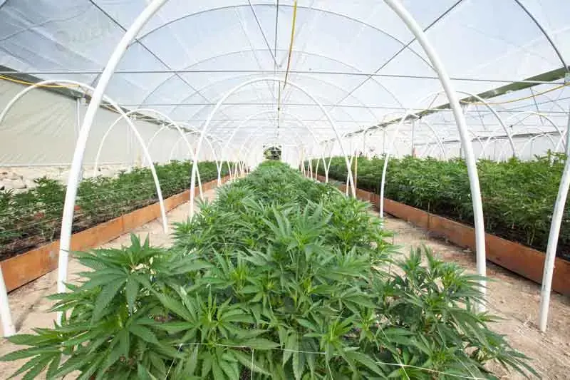 Greenhouse