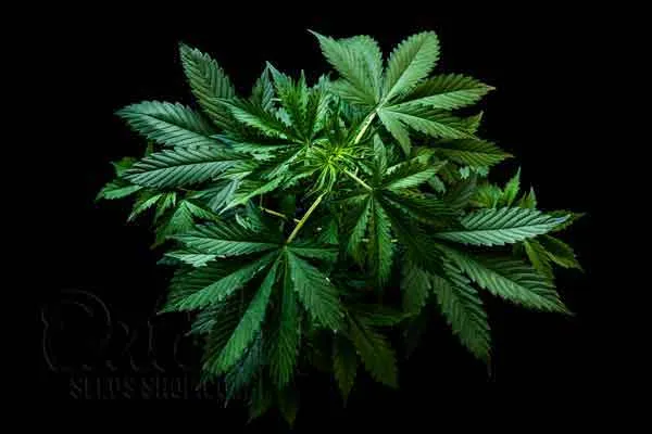 Grow Autoflowering Cannabis Plants Week By Week Pictures 5