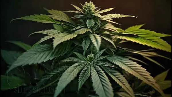 Grow Autoflowering Cannabis Plants Week By Week Pictures 7