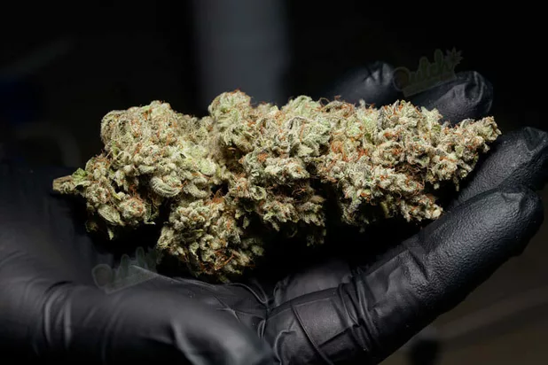 Grow Info And Harvest Time