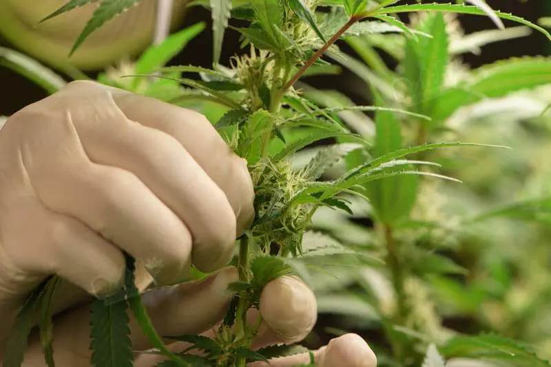 Grow Journal Of Blue Dreamatic Autoflower Seeds