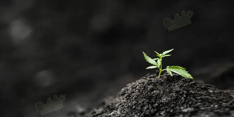Grow Journal Of Blue Dreamatic Autoflowering Seeds