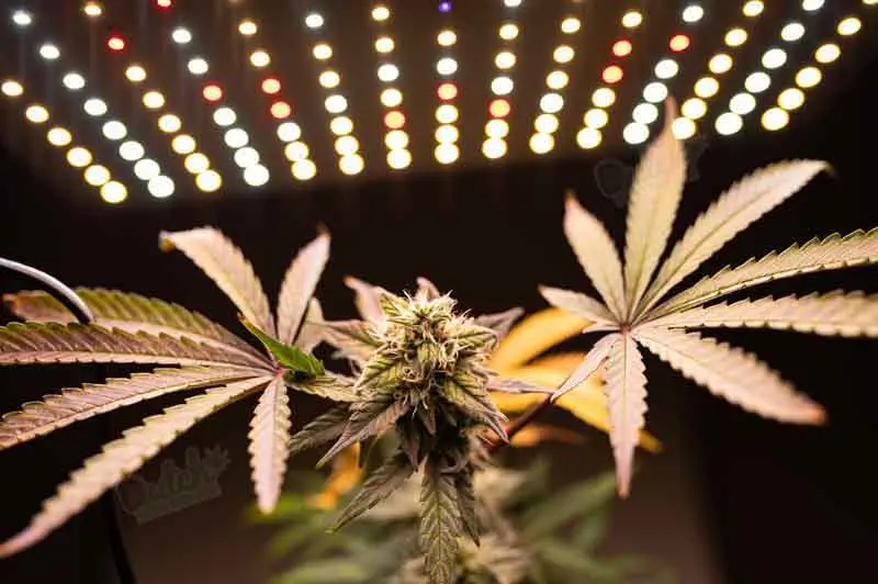 Grow Lights Step