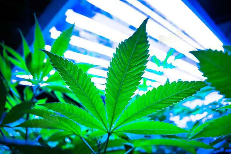 Grow Lights
