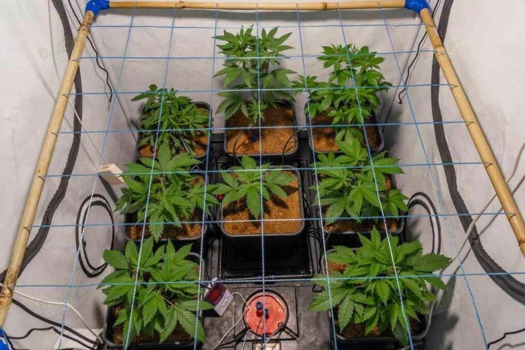 Grow Room And Grow Tent