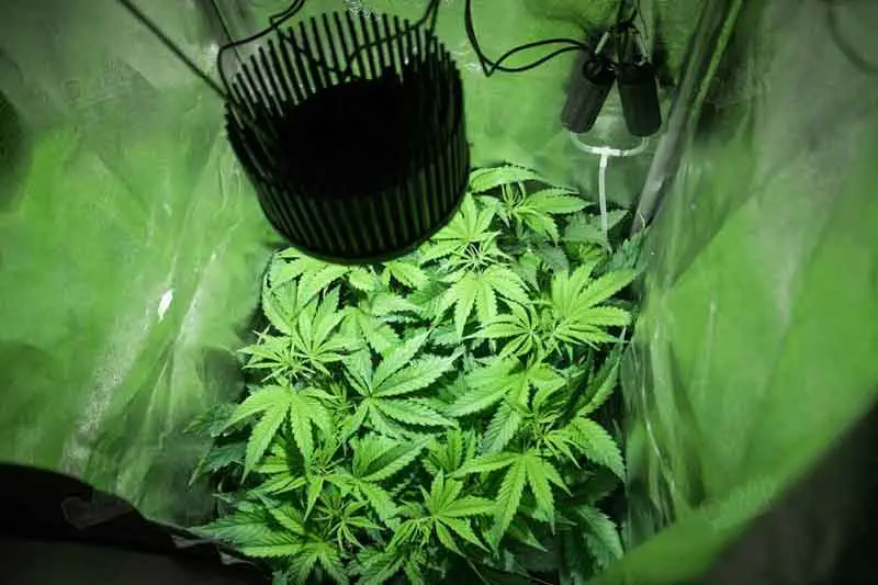 Grow Techniques SOG - Sea Of Green