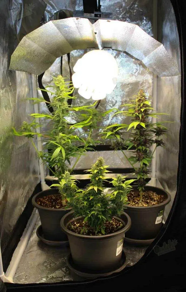 Grow Tent and Grow Boxes