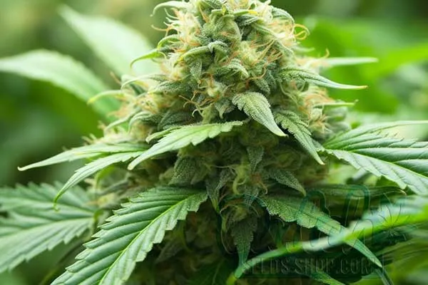 Growing AK-47 Plants