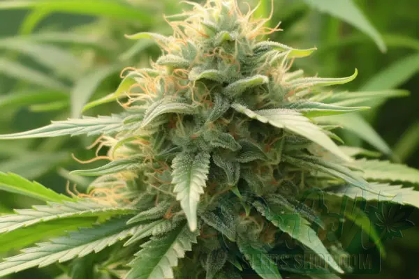 Growing AK 47 x Sensi Star Plants