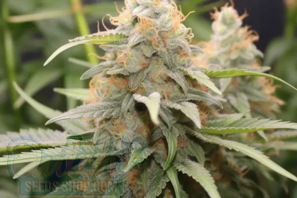 Growing Agent Orange Plants