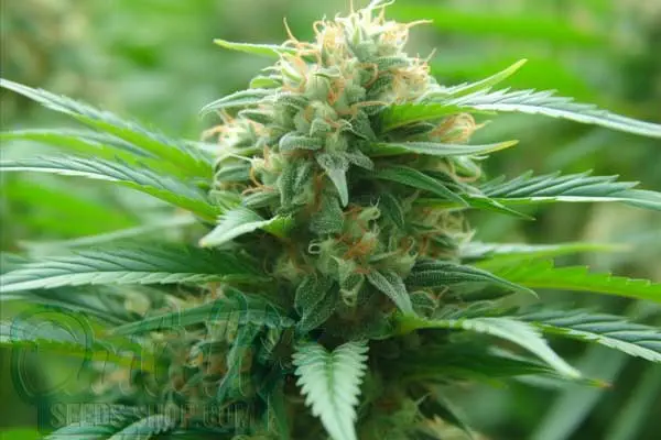 Growing Amnesia Autoflowering Plants