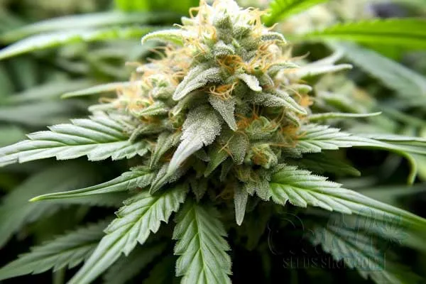 Growing Amnesia Plants