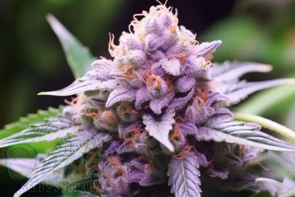 Growing Black Cherry Soda Plants