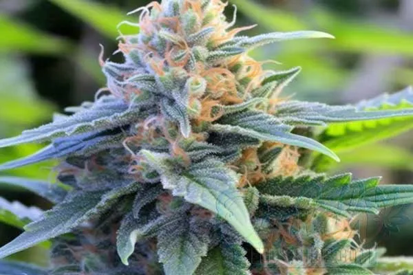Growing Black Widow Plants
