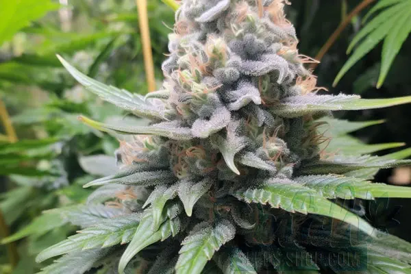 Growing Blue Magoo Plants