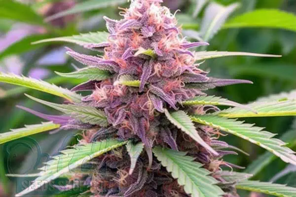 Growing Cherry Pie Plants