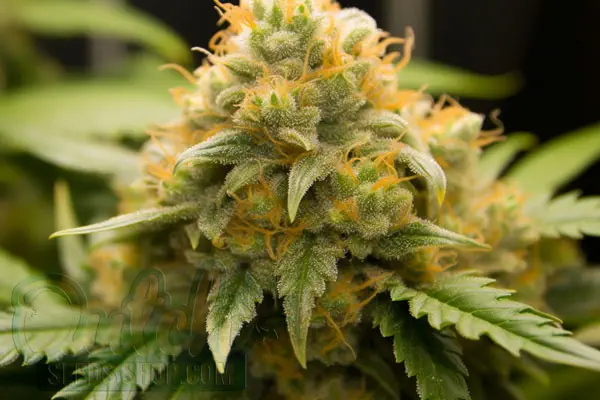 Growing Cookies Kush Plants