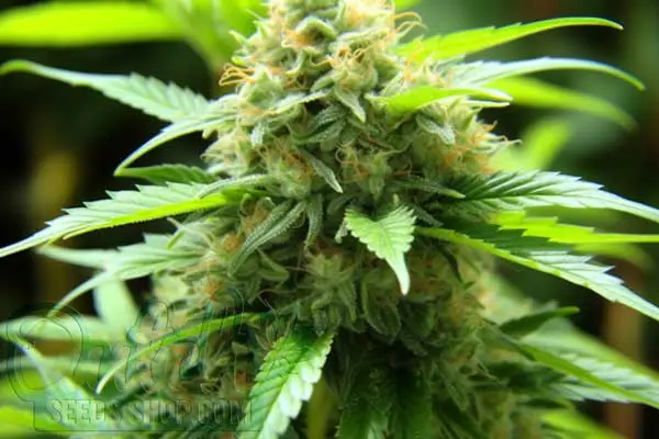 Growing Exodus Cheese Plants