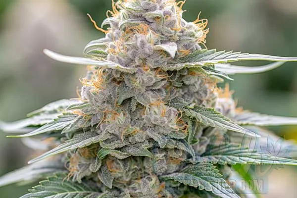 Growing Grape Stomper Plants