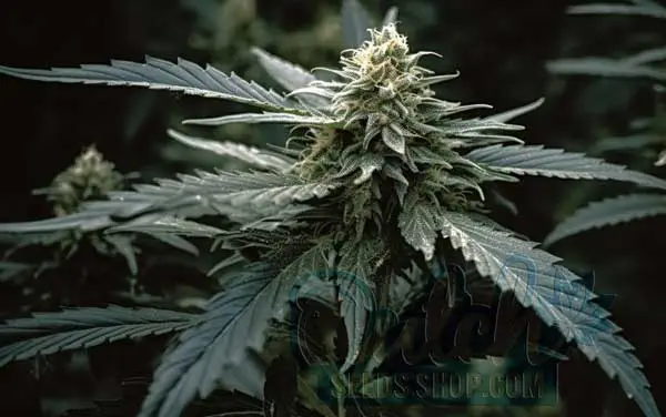 Growing Guide