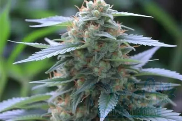 Growing Guide