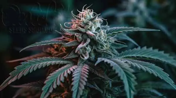 Growing Guide