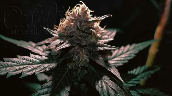 Growing Guide