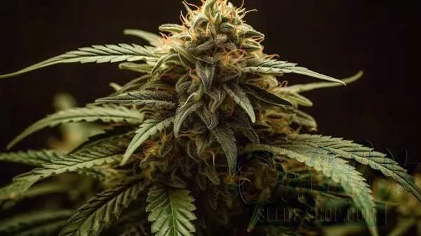 Growing Guide