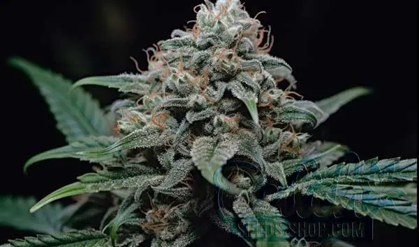 Growing Guide