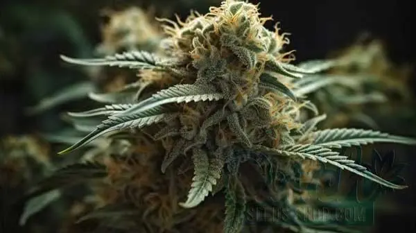 Growing Guide