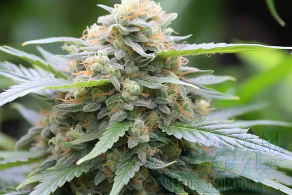 Growing KC 33 x Master Kush Plants