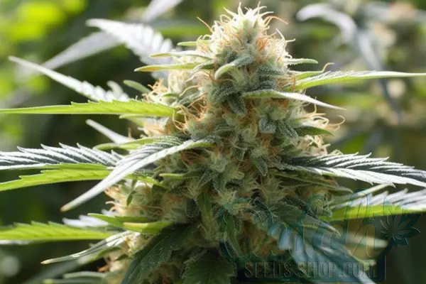 Growing Lemon Kush Plants