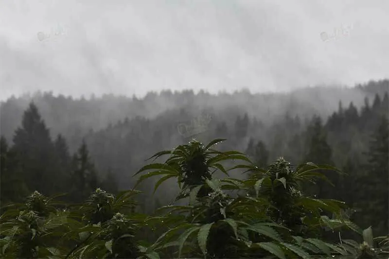 Growing Naturally and Secretly: The Guerrilla Guide