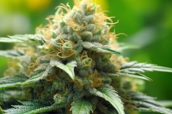 Growing New York Power Diesel Plants