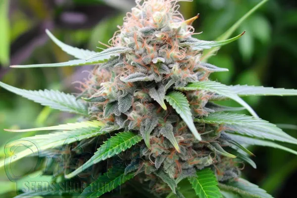 Growing Northern Lights XTRM Plants